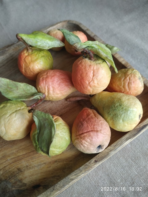 яблоки (и груши) молодильные