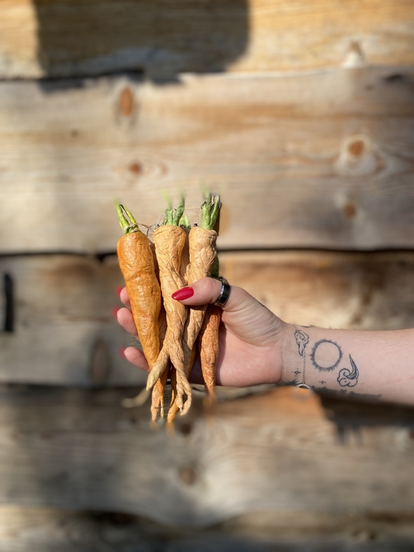 Морковки из ваты