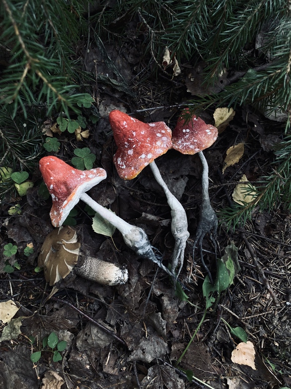 Лесные мухоморы