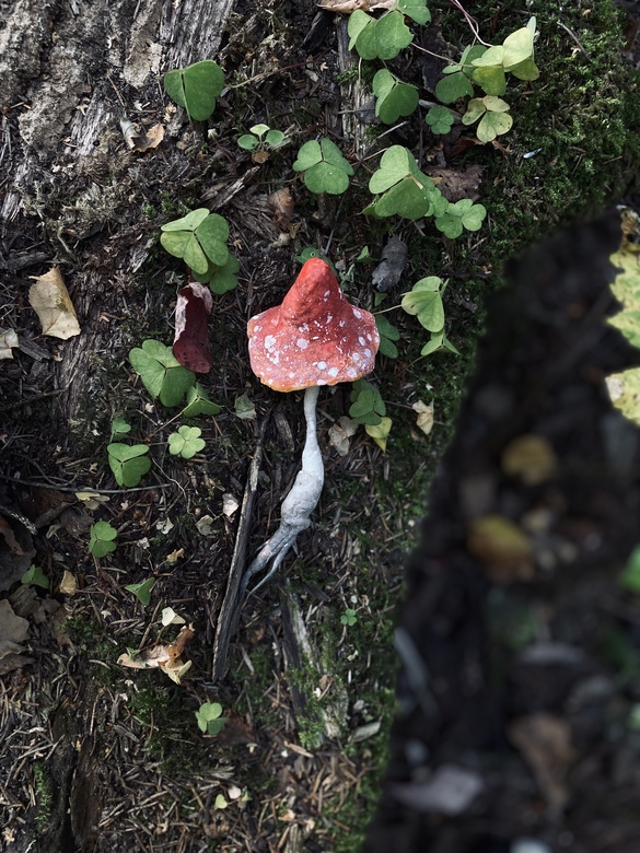 Мухоморы из леса