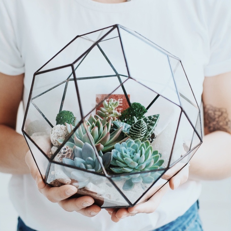 флорариум с суккулентами Комета