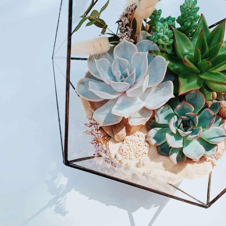 большой нежный Фло с суккулентами