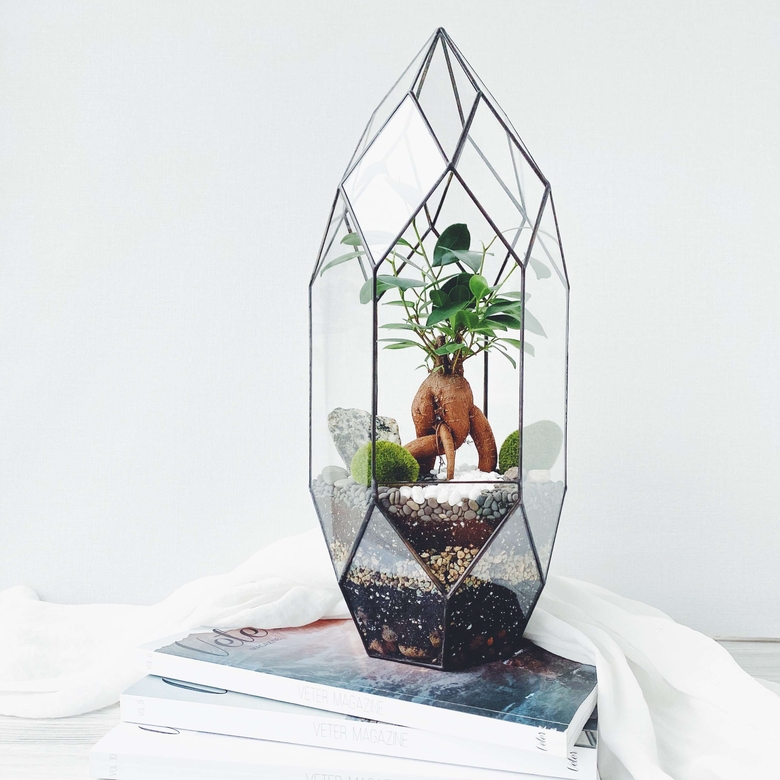 бонсай с фикусом гинсенг Луч, высота 41см