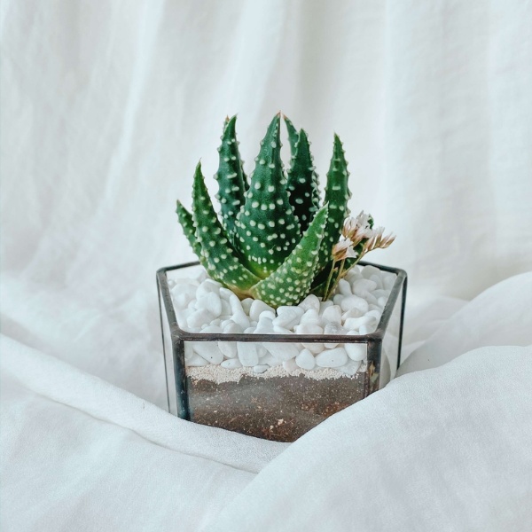 теневыносливый пентагончик с Хавортией