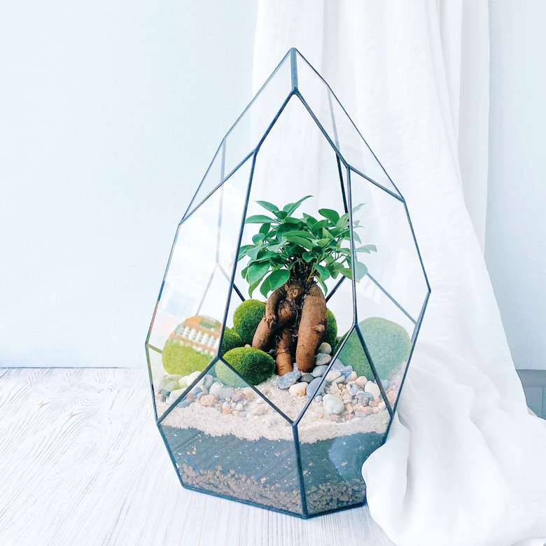 бонсай в Скале, высота 40см