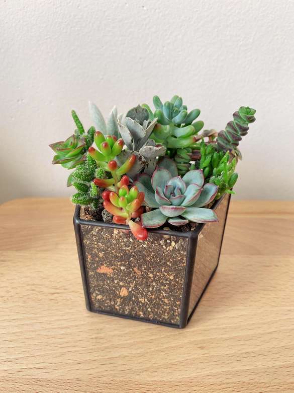 Минисадик с суккулентами (в ассортименте) под заказ