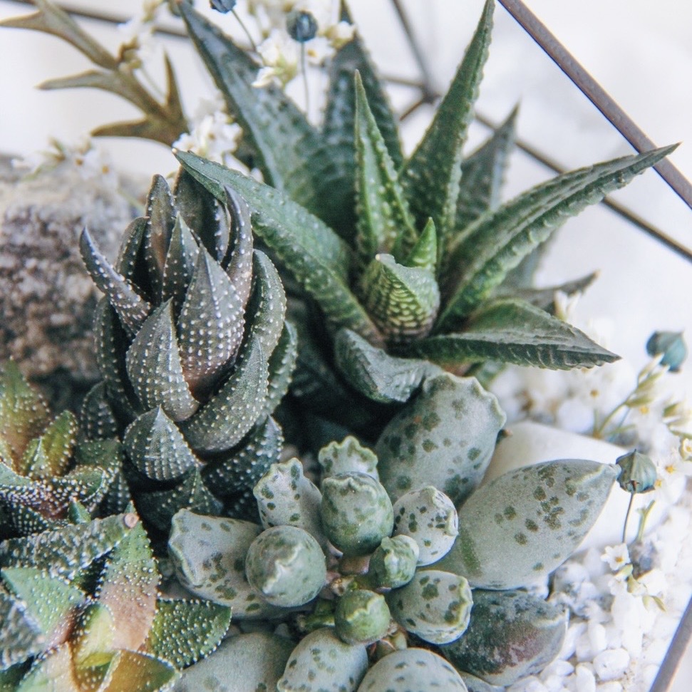 флорариум с теневыносливыми суккулентами Север