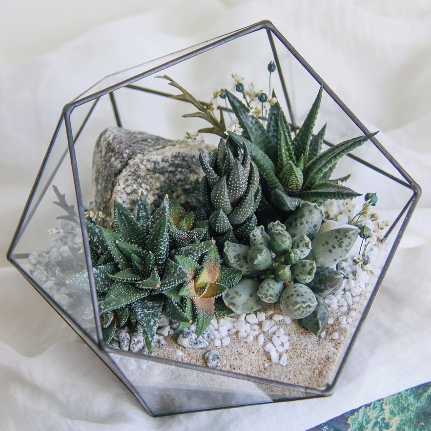 флорариум с теневыносливыми суккулентами Север