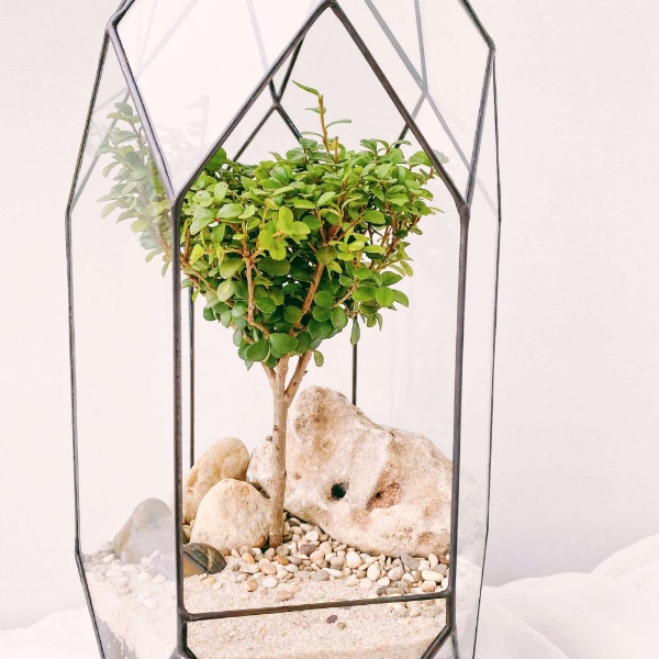 бонсай с мирсиной африканской Луч, высота 41см