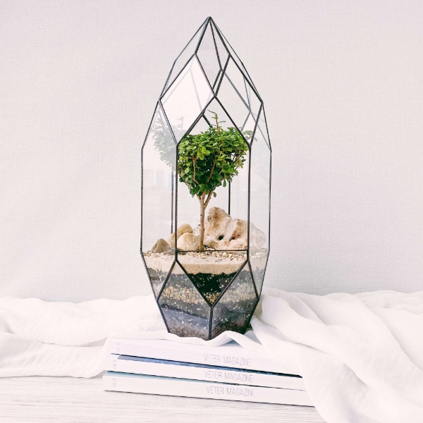 бонсай с мирсиной африканской Луч, высота 41см