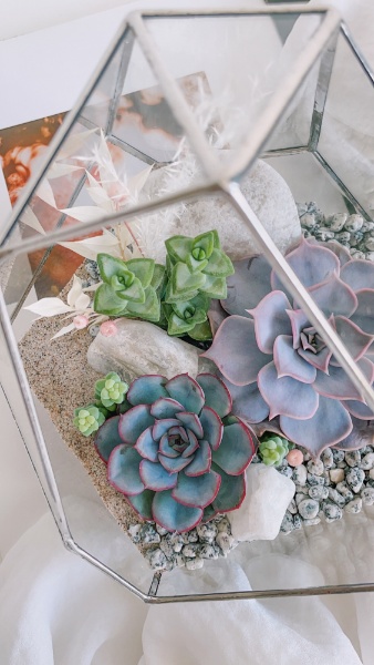 флорариум с суккулентами Белые ночи