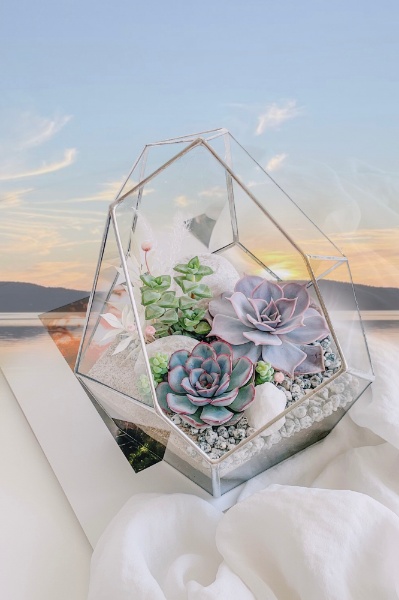 флорариум с суккулентами Белые ночи