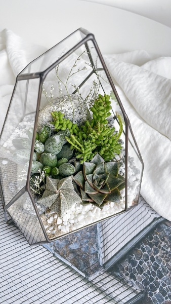 флорариум с теневыносливыми суккулентами Северный цвет