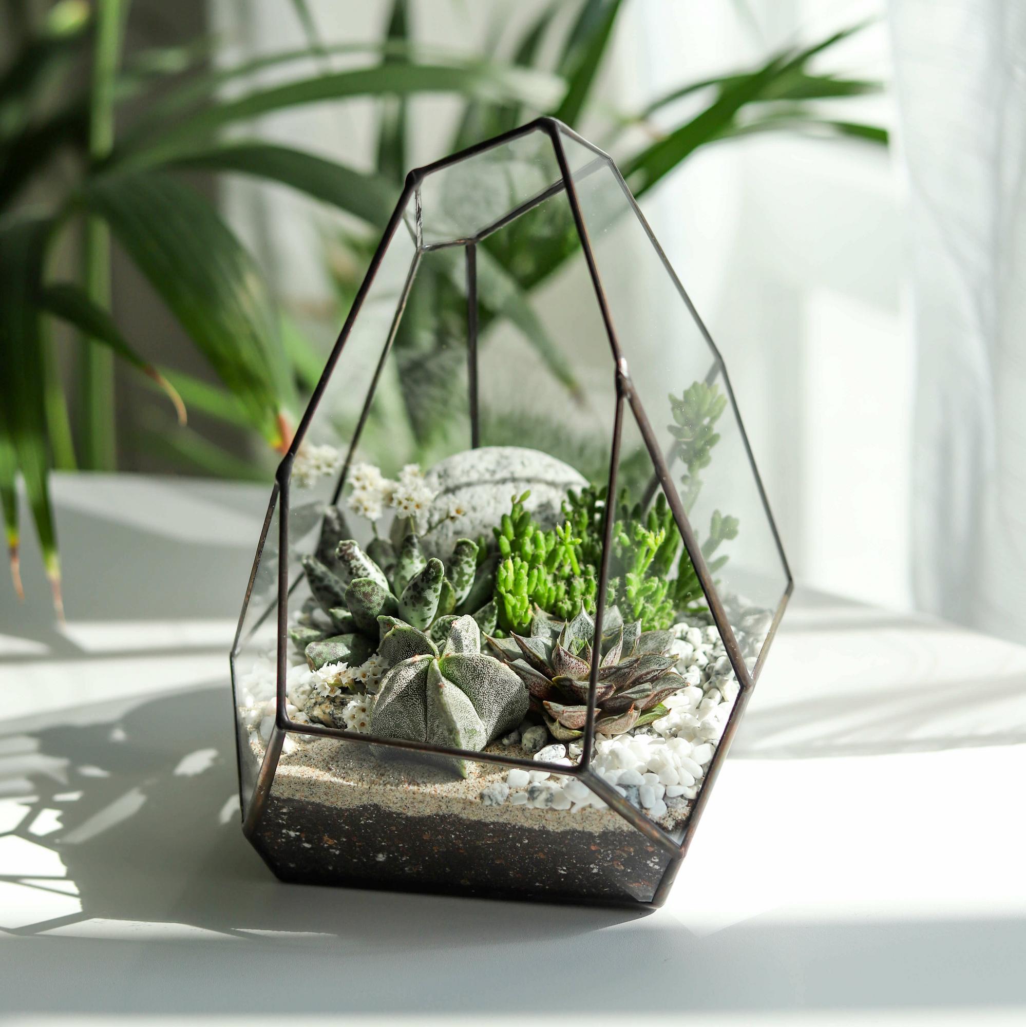 флорариум с теневыносливыми суккулентами Северный цвет