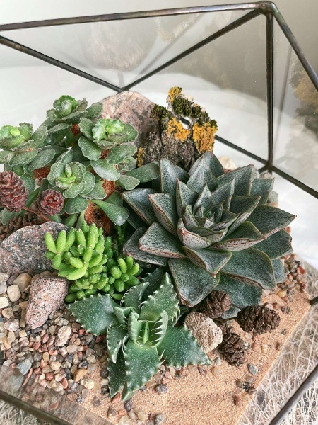 флорариум c теневыносливыми суккулентами Тайга