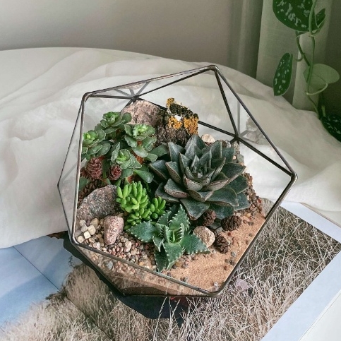 флорариум c теневыносливыми суккулентами Тайга