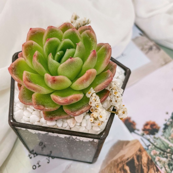 пентагончик с Эхеверией Гилва