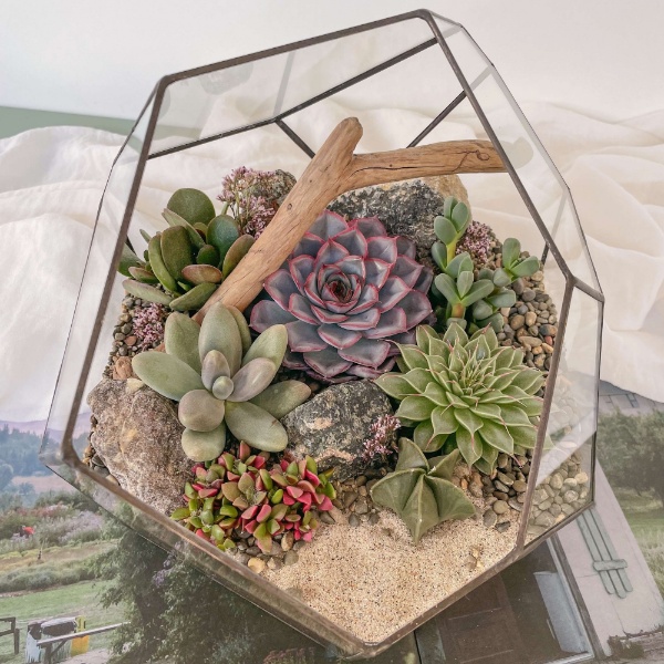 большой флорариум с суккулентами Стоун