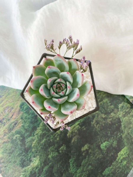 пентагончик с Эхеверией Чихуахуэнзи