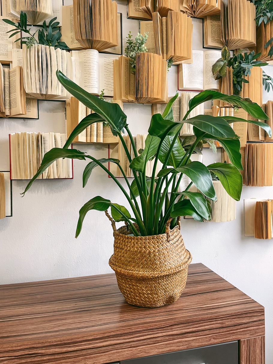 Стрелиция Николая (под заказ)