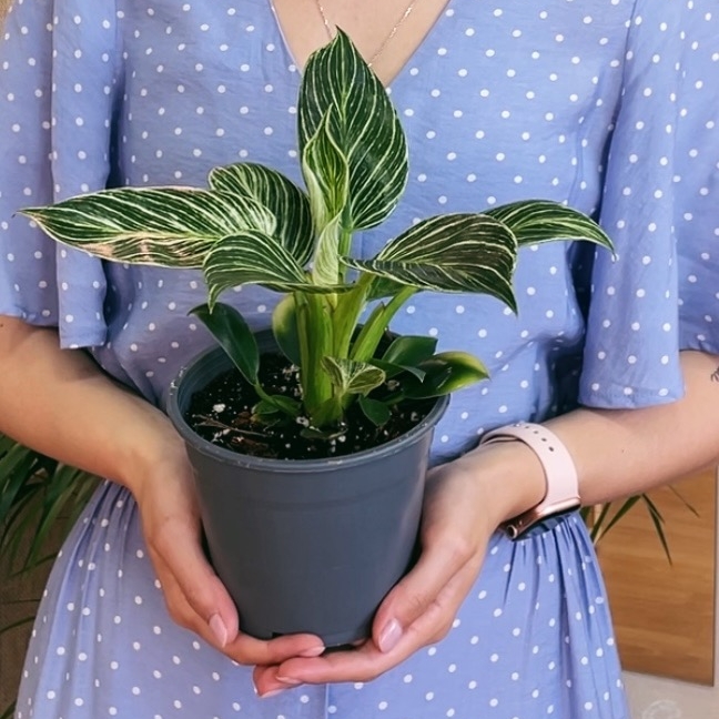 Филодендрон Биркин (под заказ)