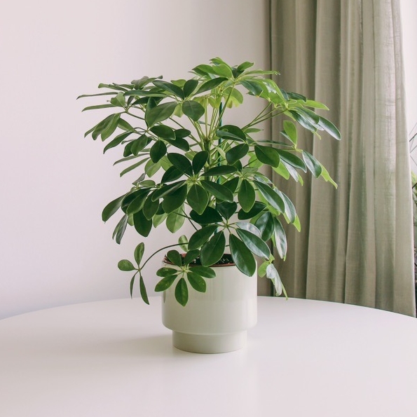 Шеффлера (очень неприхотливая)(под заказ)