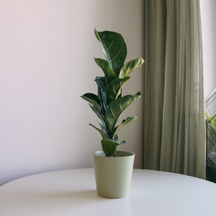 Фикус Лирата Бамбино (под заказ)