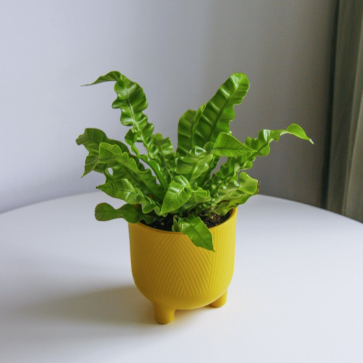 Асплениум Криспи Вэйв (под заказ)