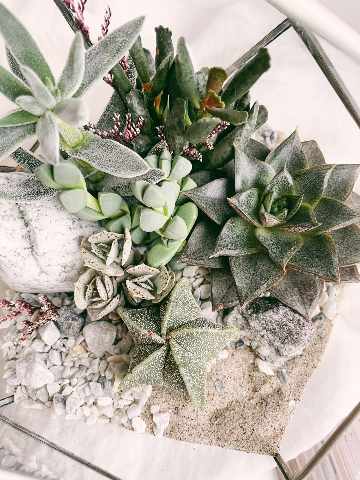 флорариум с теневыносливыми суккулентами Северное сияние