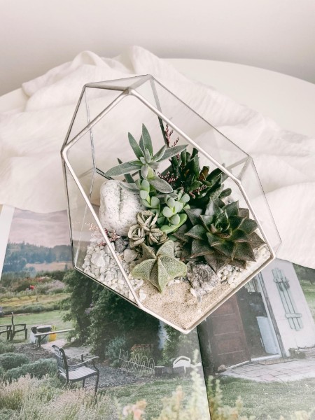 флорариум с теневыносливыми суккулентами Северное сияние