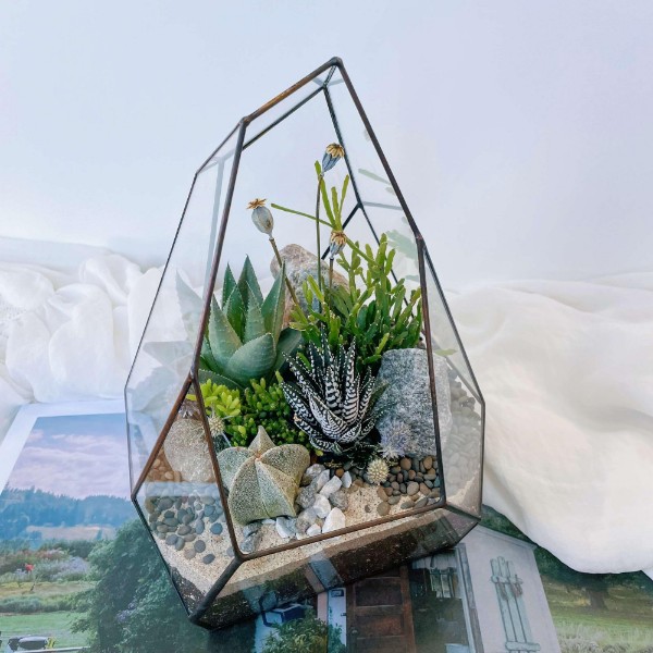 флорариум с теневыносливыми суккулентами Север