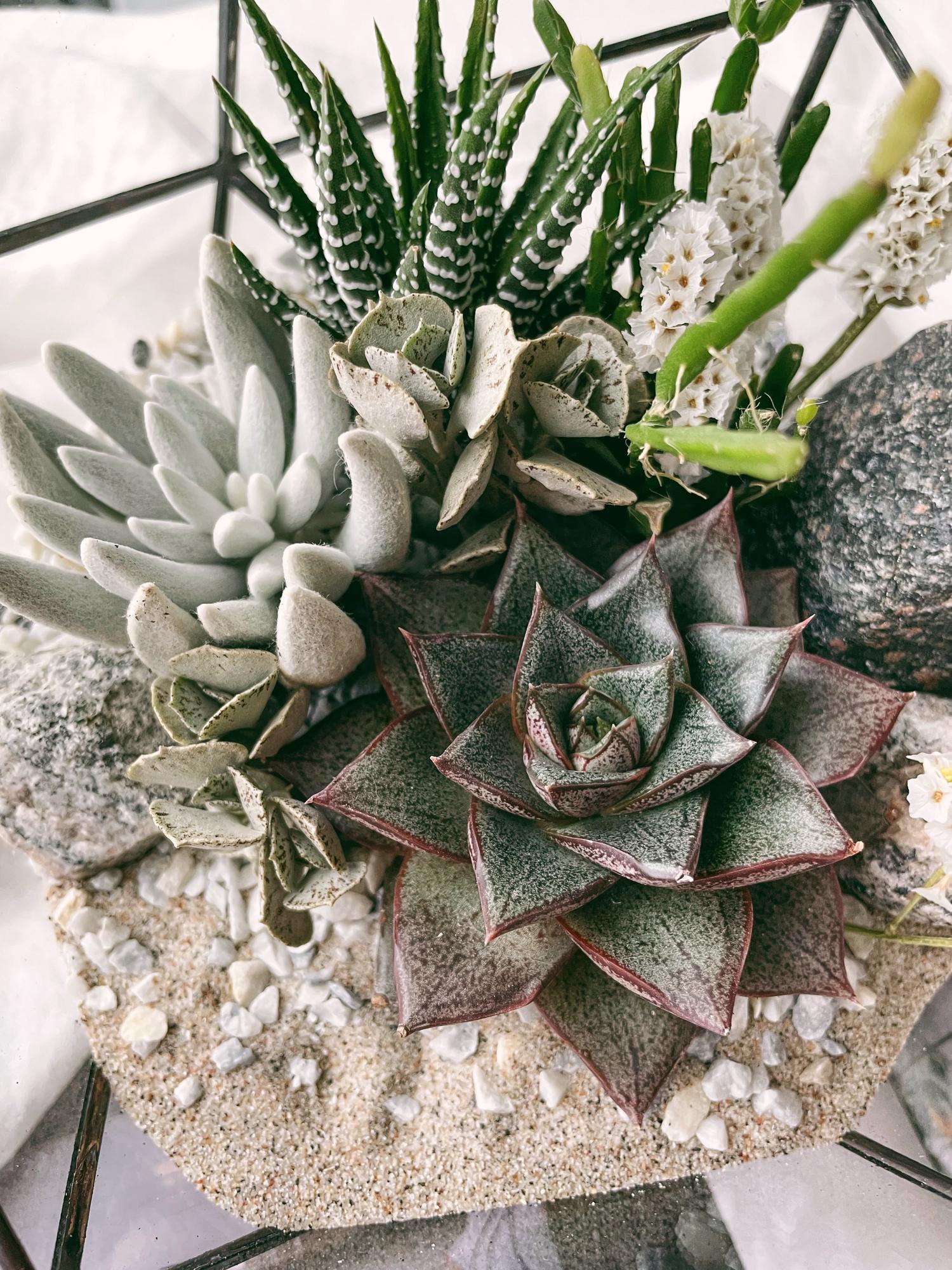 флорариум c теневыносливыми суккулентами Белое море