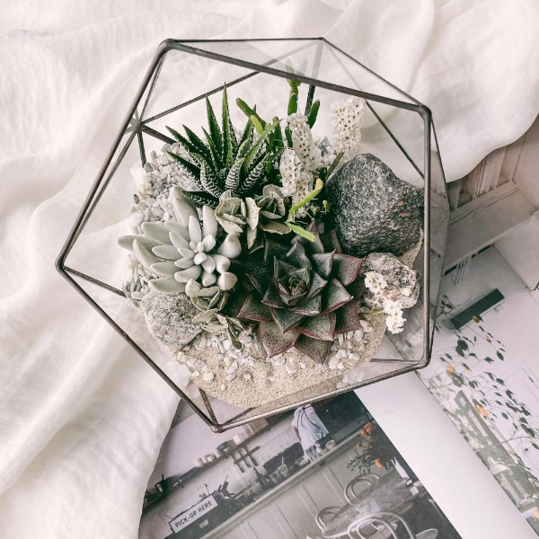 флорариум c теневыносливыми суккулентами Белое море