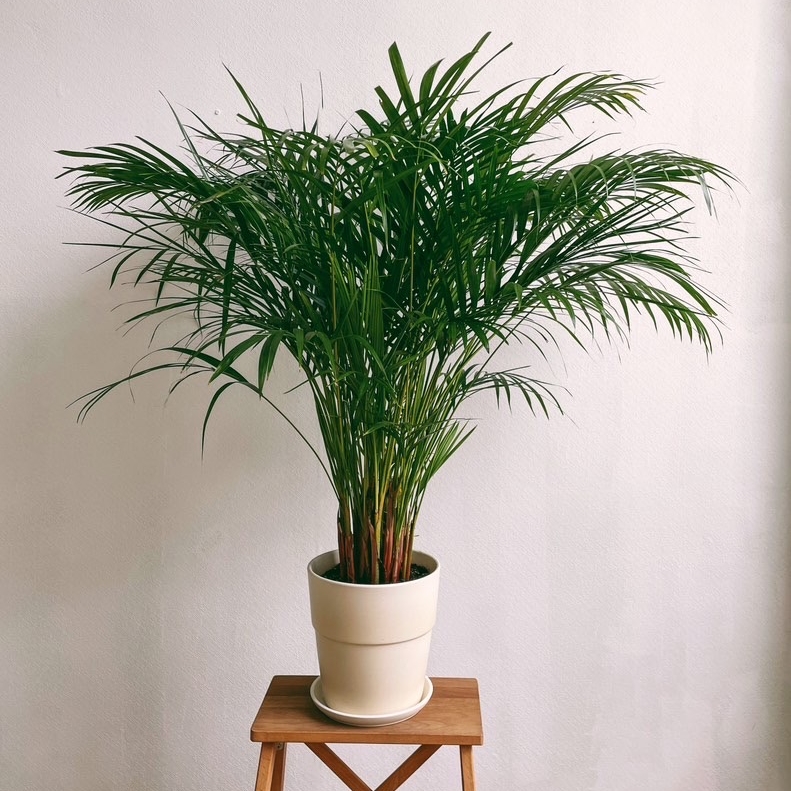Хризалидокарпус (Арека) пальма, 120см(под заказ)