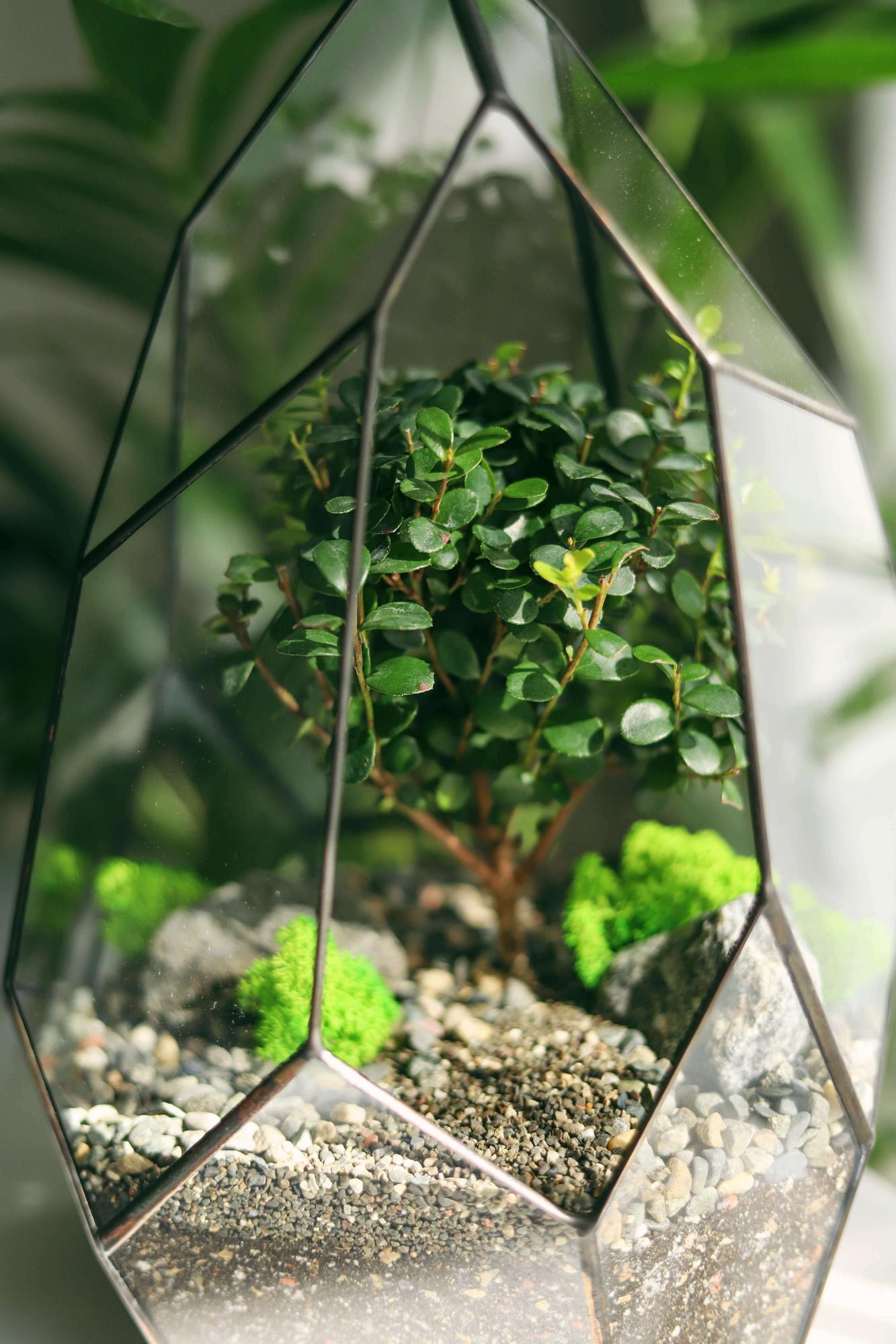 флорариум с мирсиной африканской Скала