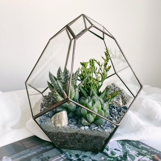 флорариум  Бутон с теневыносливыми суккулентами
