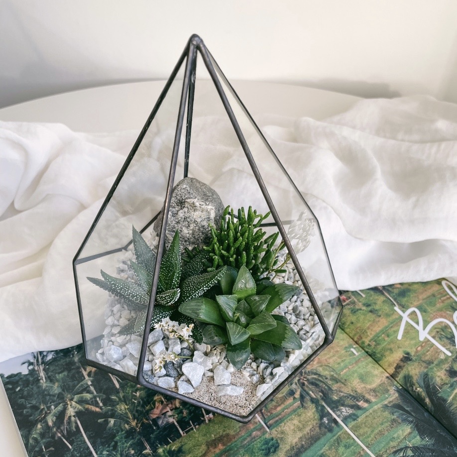 флорариум капля S c теневыносливыми суккулентами