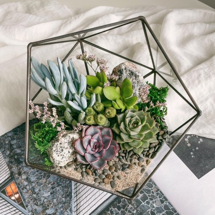 флорариум с суккулентами Яркий