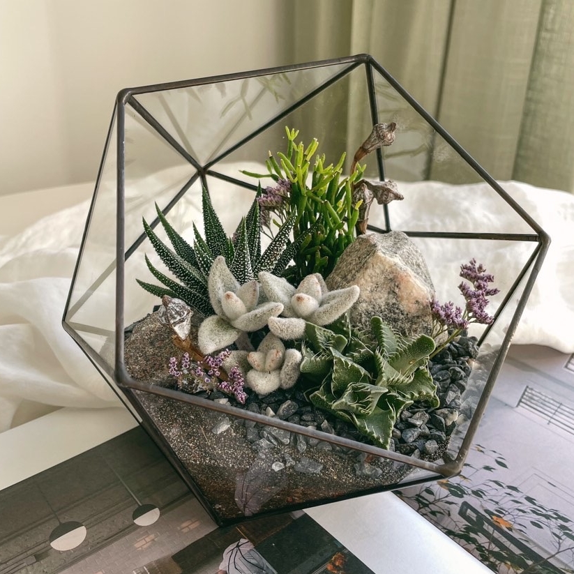 флорариум c теневыносливыми суккулентами Камчатка