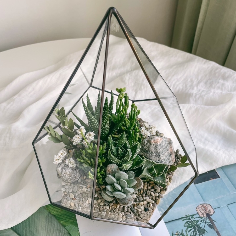 флорариум капля c суккулентами Лес