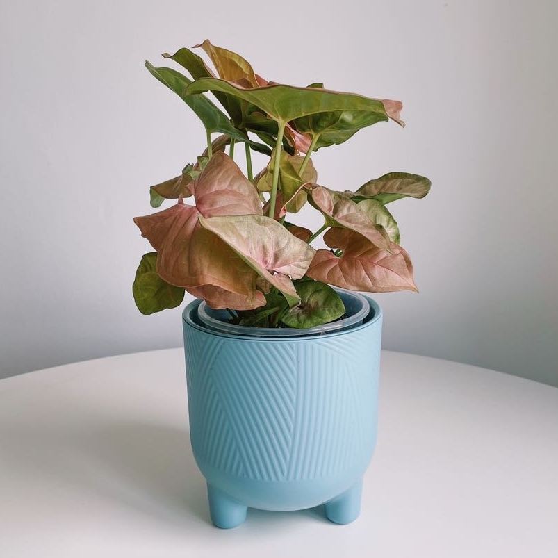 Сингониум Пинк (под заказ)