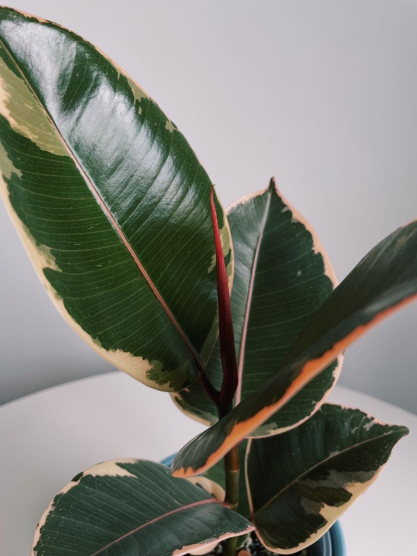 Фикус Эластика