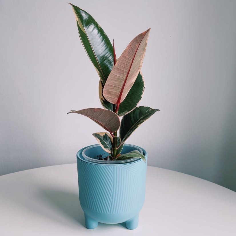 Фикус Эластика