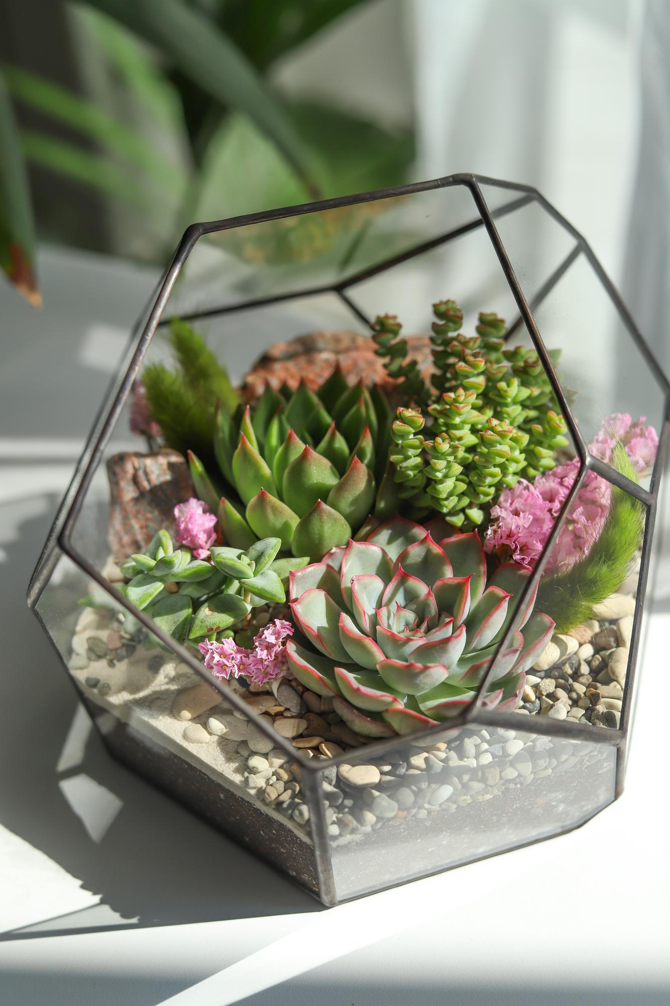 Флорариум с суккулентами сочный Стоун