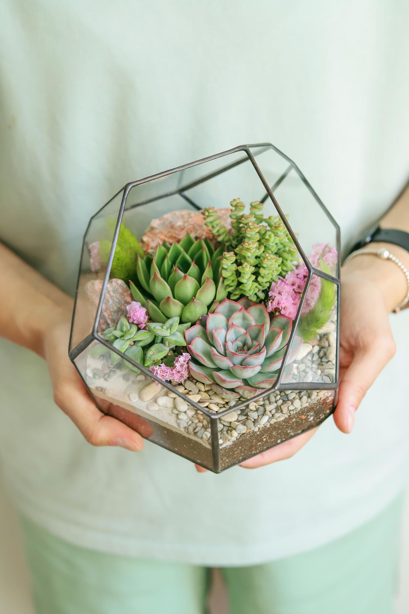 Флорариум с суккулентами сочный Стоун