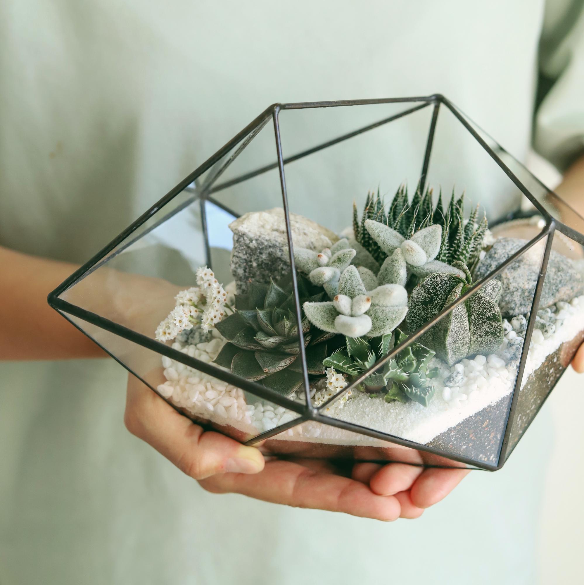 Флорариум с теневыносливыми суккулентами Белый кварц