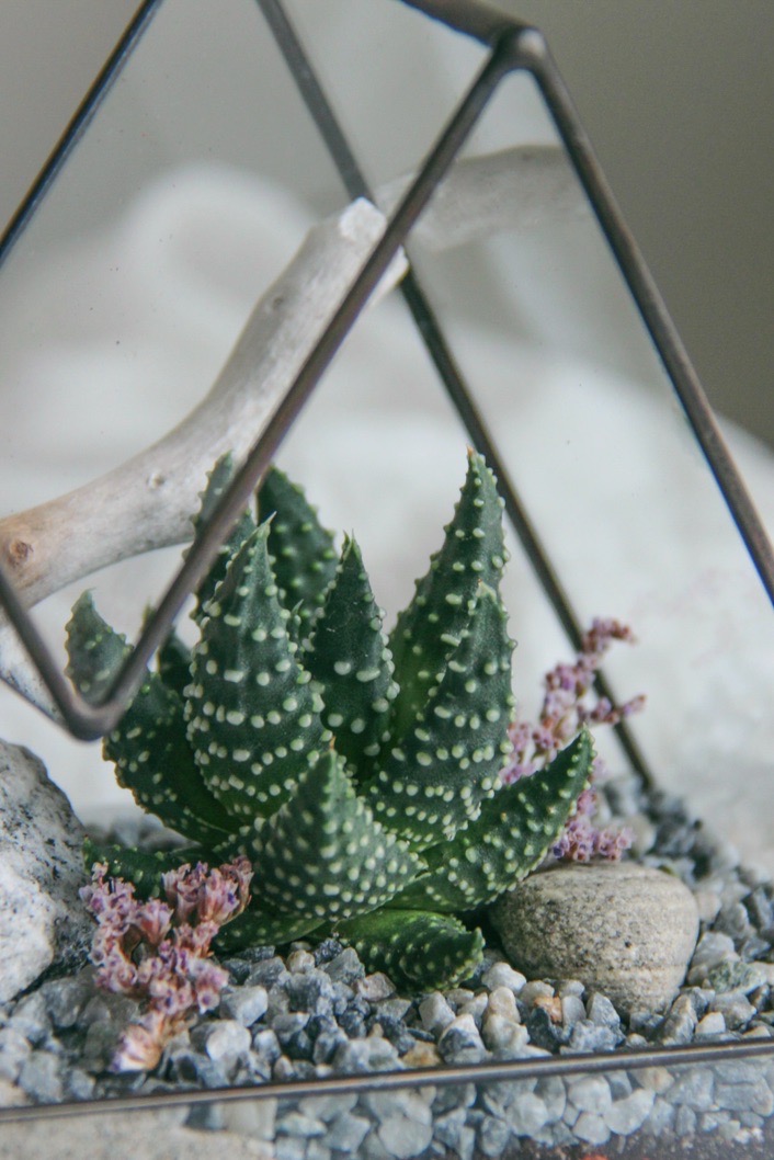 флорариум мини-горы Сопка