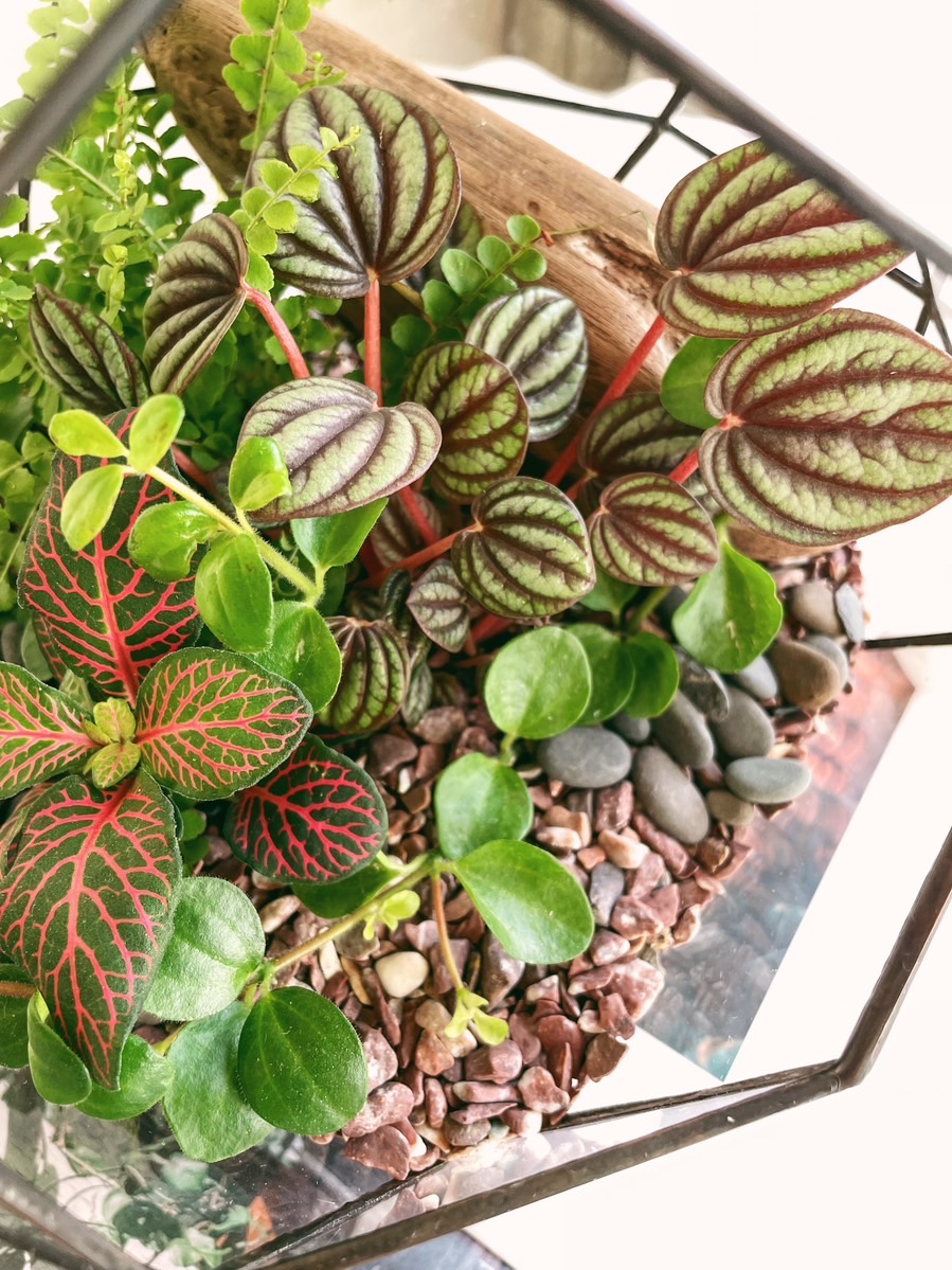 флорариум Тропическая комета