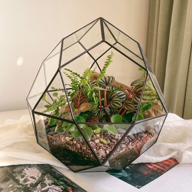 флорариум Тропическая комета