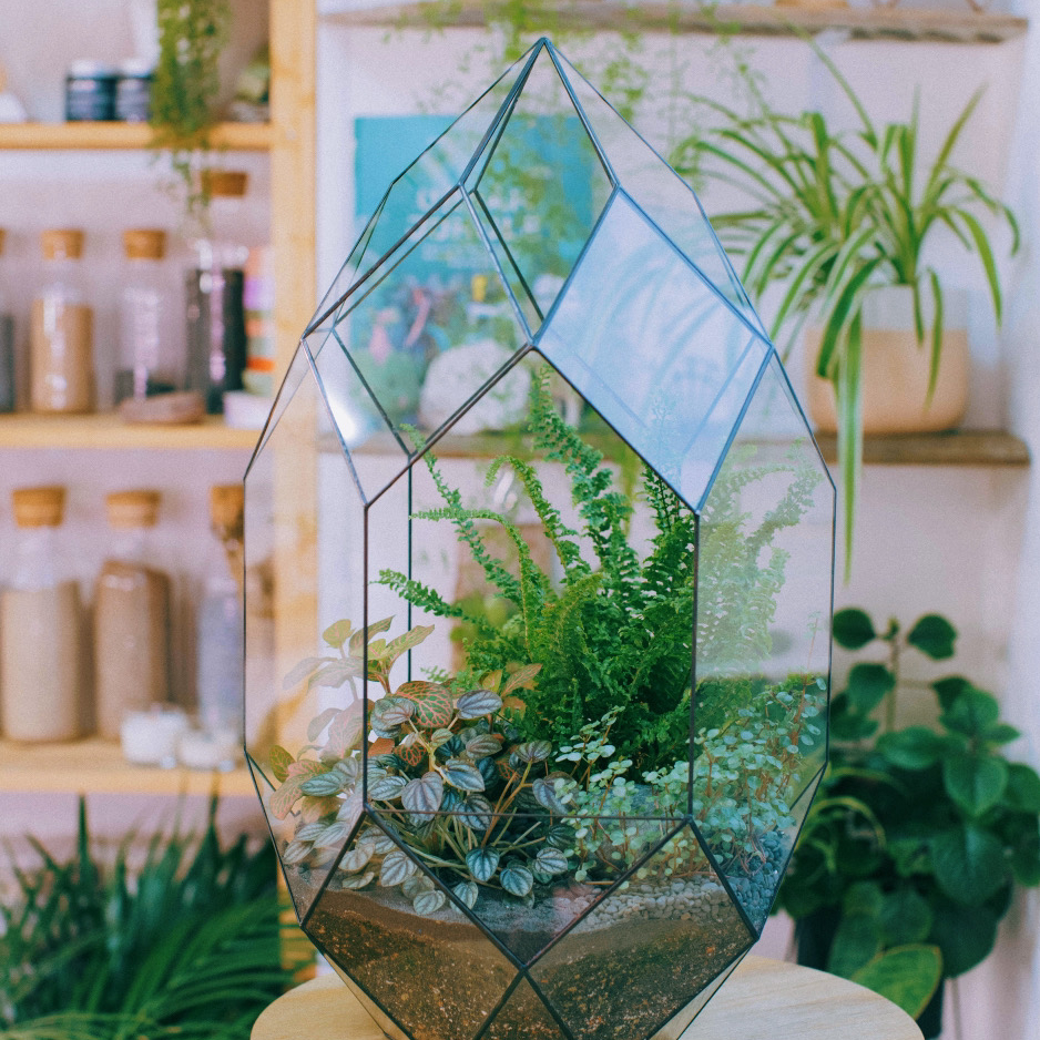 флорариум Тропический